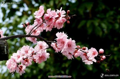 我最欣赏梅花
