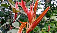 充满生机的春天