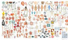 假如我是人体器官