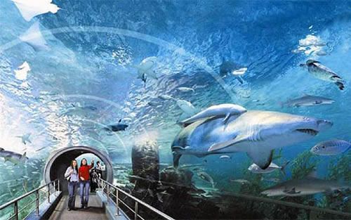 水族馆之旅