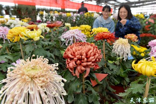 菊花