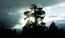 由一棵树引发的深思