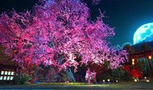 樱花树下的想念