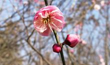 追寻春天的脚步