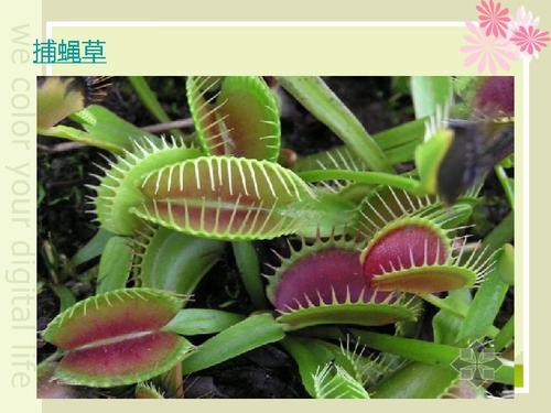 植物轶事