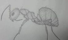 我变成了一只蚂蚁