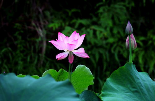 故乡莲花