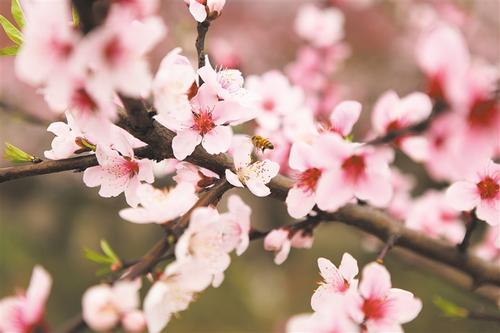 乡村花卉