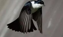 假如我会变成一只能说话的大鸟