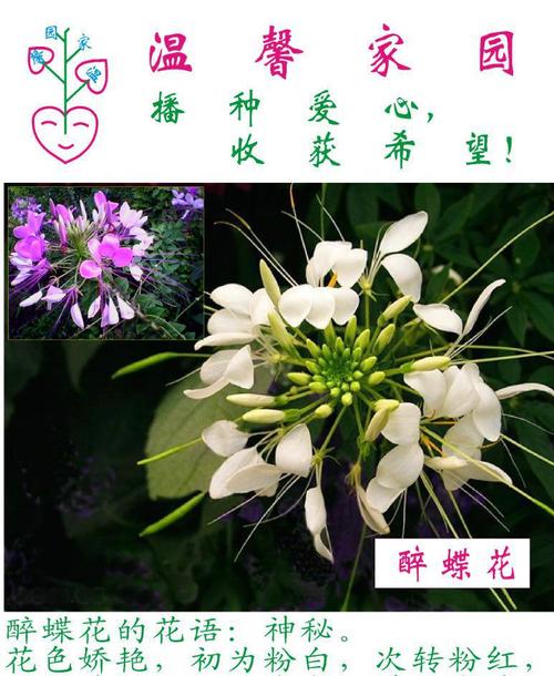 魔术花