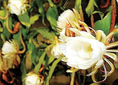 听主显节