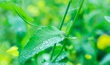 生机盎然的春天