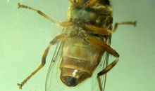 我的知音是苍蝇