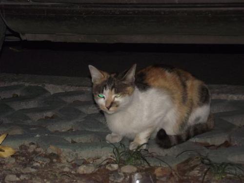 我心爱的流浪猫