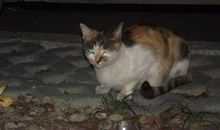 我心爱的流浪猫