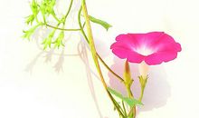 我眼中的牵牛花