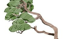 记忆深处的绿萝