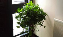 角落里卑微的绿萝