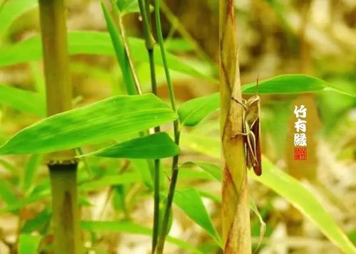 如果我是竹子