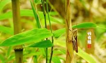 假如我是一根竹子