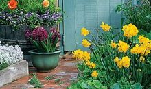 那个开满鲜花的早晨令我感动