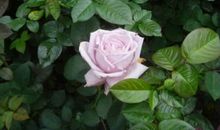 家乡那一抹玫瑰紫