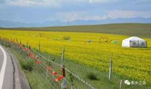 我终于见到了草原