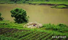 我的故乡我的梦