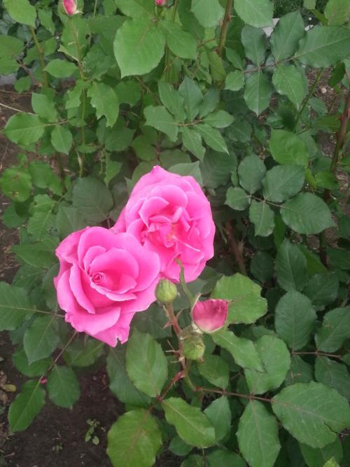 我喜欢月季花