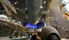 参观上海自然博物馆