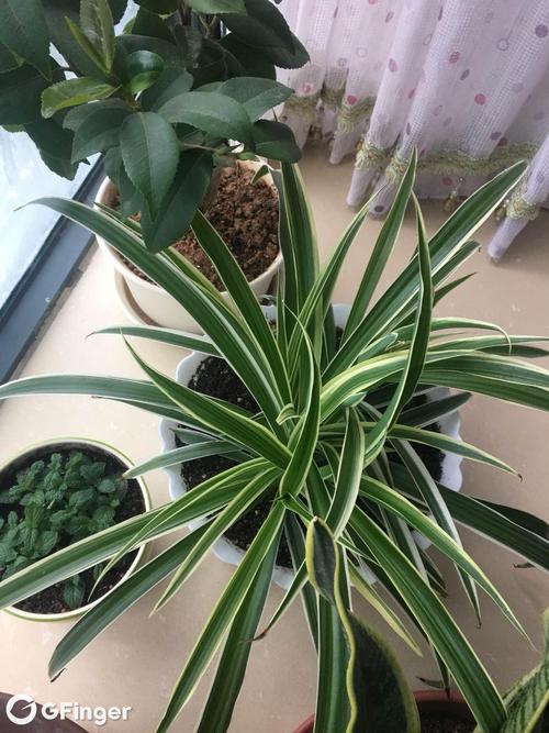 小蜘蛛植物成长