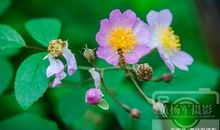 我是一只辛勤的蜜蜂