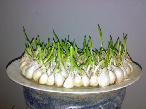 生蒜芽