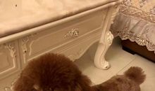 我心爱的宝贝小狗