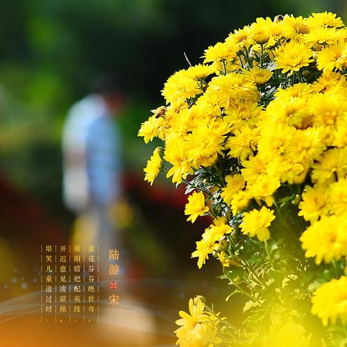 一束菊花