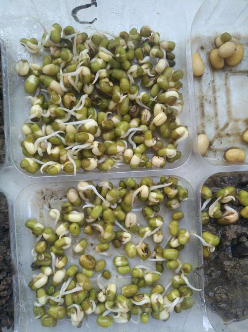绿豆芽的生长