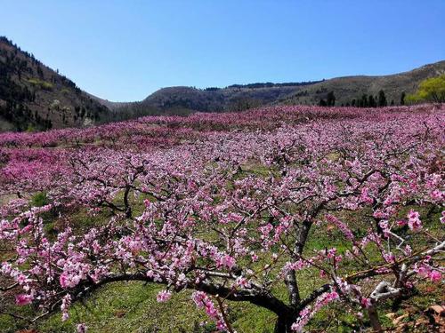 那棵树开花
