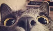 “喵星人”萌翻“汪星人”