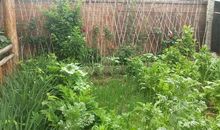 姥姥家的小菜园