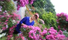 和花一起走过的日子