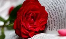 花为自己开，人为自己活