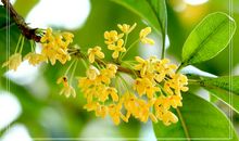 桂花飘香的季节