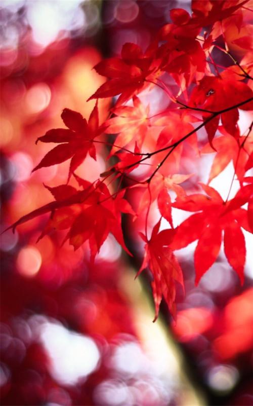 枫叶的怀旧