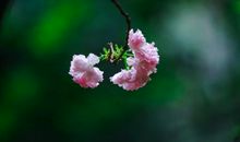 雪地里的春暖花开