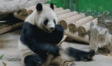 我最喜欢的动物熊猫