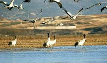 寻找那只黑颈鹤