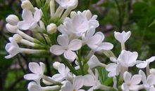 丁香花里的校园