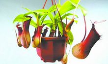 猪笼草吃虫子的秘密