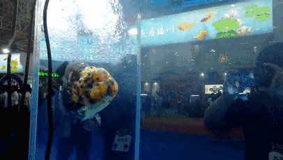 小金鱼吸引了我