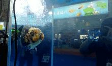 小金鱼吸引了我